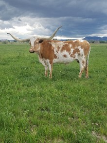 ALOHA COWGIRL CPL