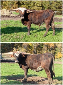 Matched Steers